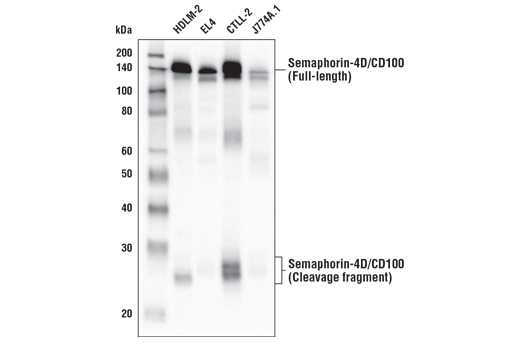 Western Blotting Image 3: Semaphorin-4D/CD100 (E5C3B) XP® Rabbit mAb (BSA and Azide Free)