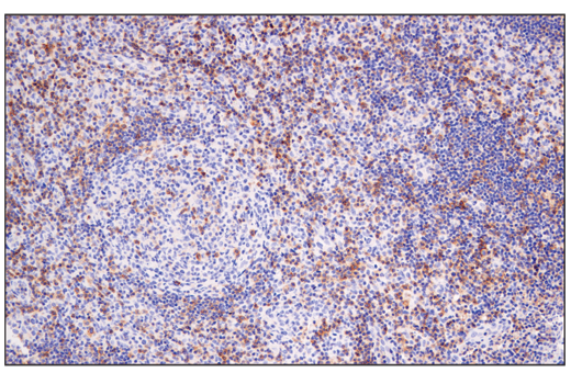 Immunohistochemistry Image 5: Semaphorin-4D/CD100 (E5C3B) XP® Rabbit mAb (BSA and Azide Free)