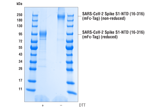  Image 1: SARS-CoV-2 Spike S1-NTD (16-316) Recombinant Protein (mFc-Tag)