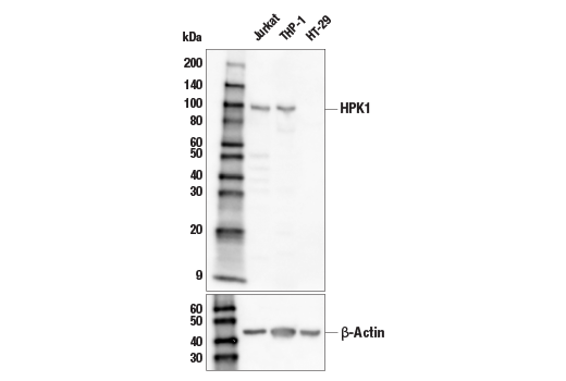 Western Blotting Image 1: HPK1 (E1C3L) Rabbit mAb (Biotinylated)