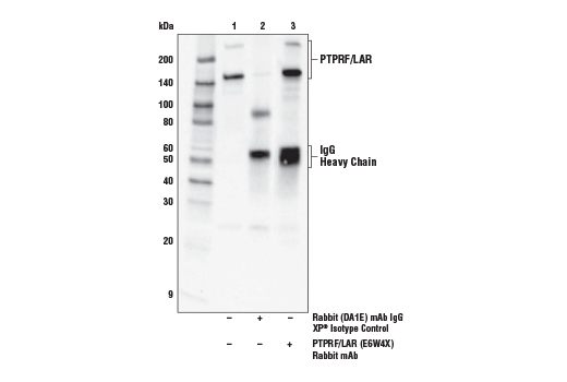 Immunoprecipitation Image 1: PTPRF/LAR (E6W4X) Rabbit mAb
