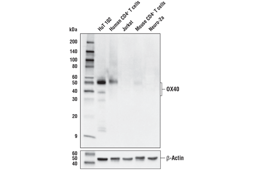  Image 8: Human T Cell Co-inhibitory and Co-stimulatory Receptor IHC Antibody Sampler Kit