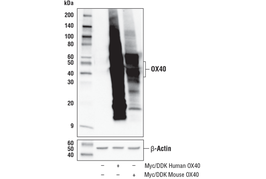  Image 17: Human T Cell Co-inhibitory and Co-stimulatory Receptor IHC Antibody Sampler Kit