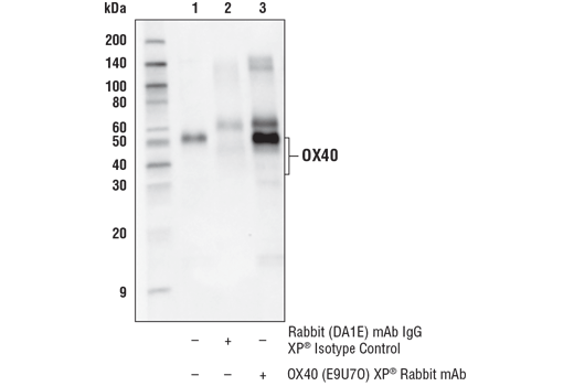  Image 24: Human T Cell Co-inhibitory and Co-stimulatory Receptor IHC Antibody Sampler Kit