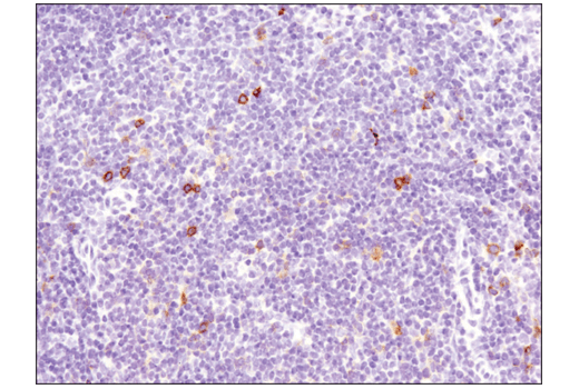 Image 76: Human T Cell Co-inhibitory and Co-stimulatory Receptor IHC Antibody Sampler Kit