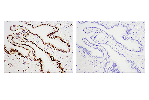 Immunohistochemistry Image 1: Mouse (E5Y6Q) mAb IgG2a Isotype Control