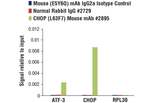 Chromatin Immunoprecipitation Image 1: Mouse (E5Y6Q) mAb IgG2a Isotype Control