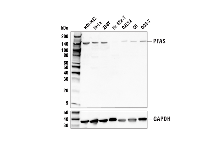 Western Blotting Image 1: PFAS Antibody