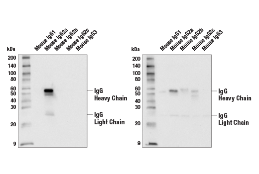 Western Blotting Image 1: Goat Anti-Mouse IgG2a Antibody (AP Conjugate)