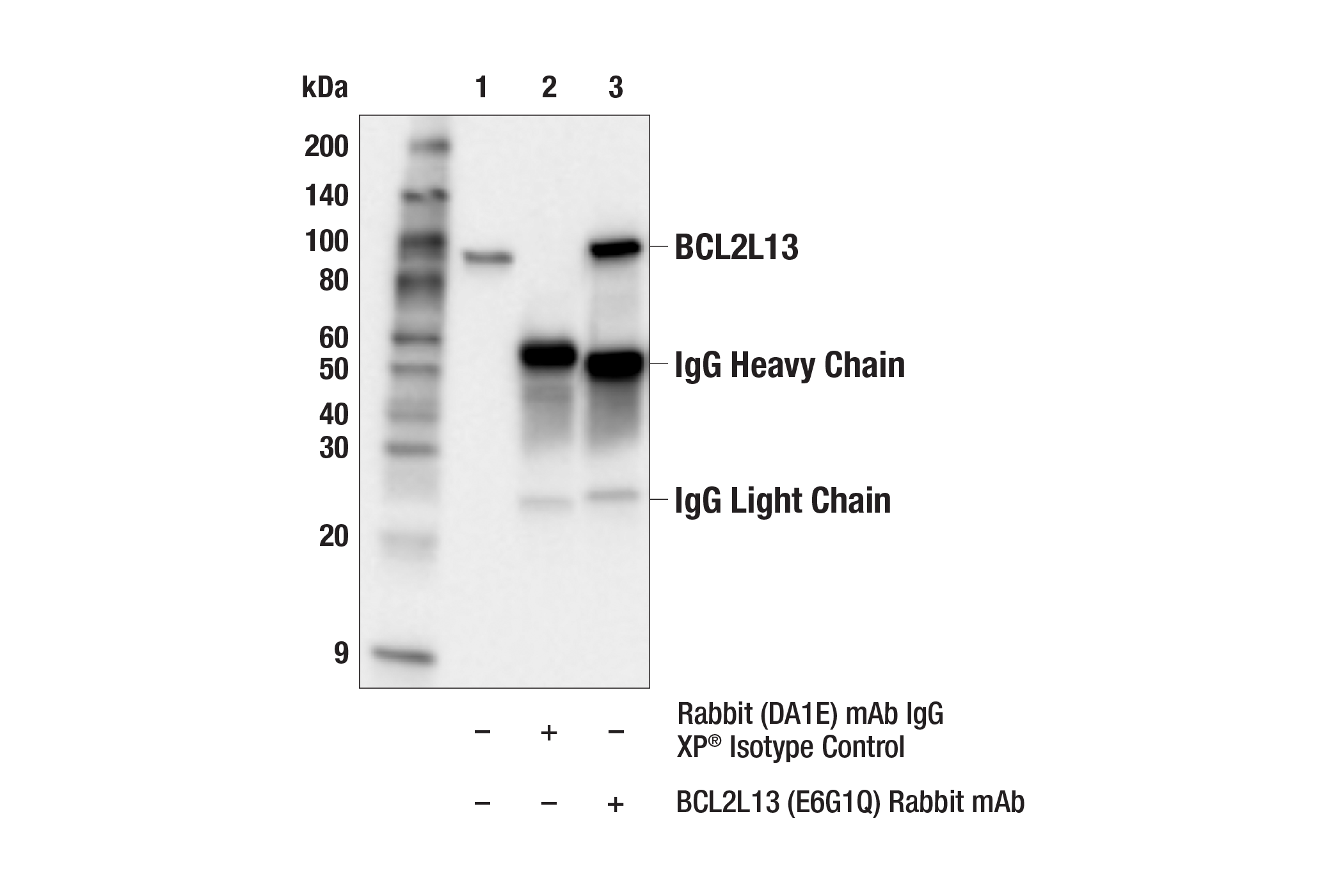 Immunoprecipitation Image 1: BCL2L13 (E6G1Q) Rabbit mAb