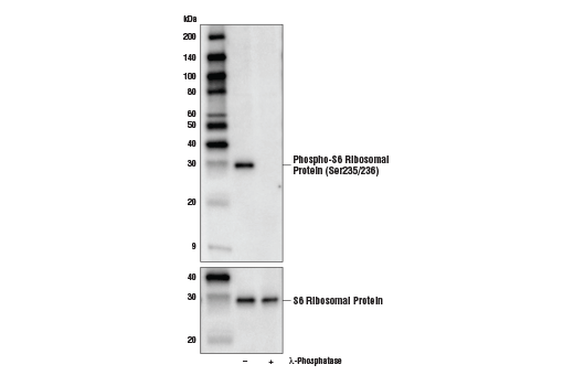 Western Blotting Image 2: Phospho-S6 Ribosomal Protein (Ser235/236) (E2R1O) Mouse mAb