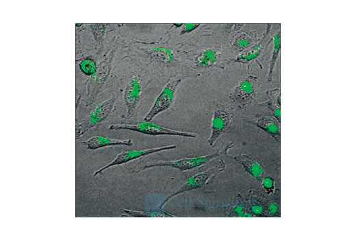  Image 2: SignalSilence® Control siRNA (Fluorescein Conjugate)