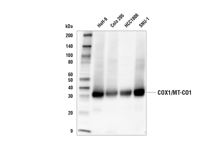 Western Blotting Image 1: COX1/MT-CO1 Antibody