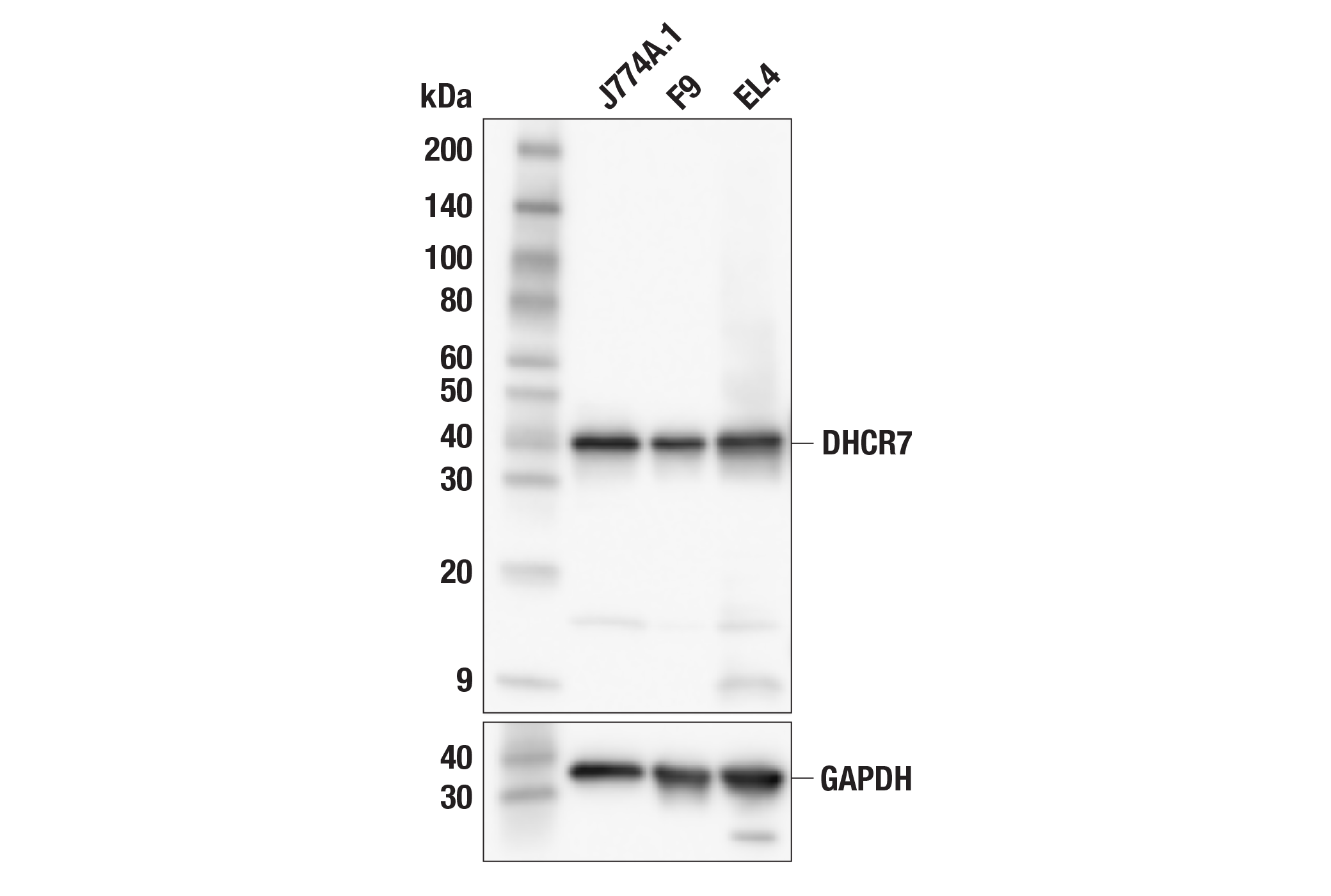 Western Blotting Image 2: DHCR7 (F7I5B) Rabbit Monoclonal Antibody
