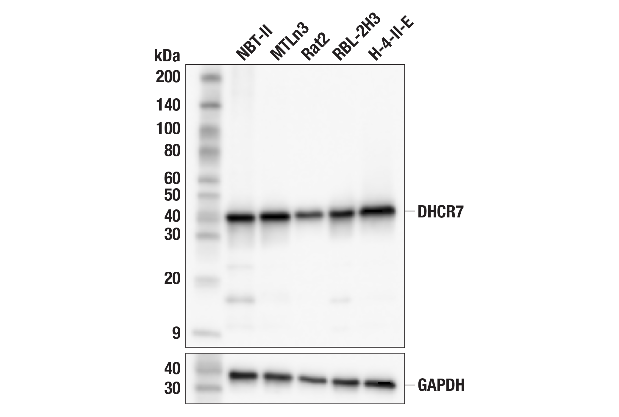 Western Blotting Image 3: DHCR7 (F7I5B) Rabbit Monoclonal Antibody