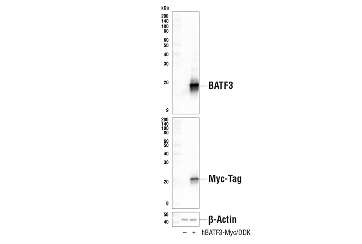 Western Blotting Image 1: BATF3 (E3K5H) Rabbit mAb (BSA and Azide Free)