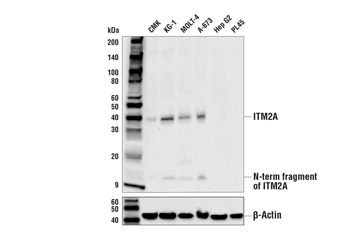 Western Blotting Image 1: ITM2A Antibody
