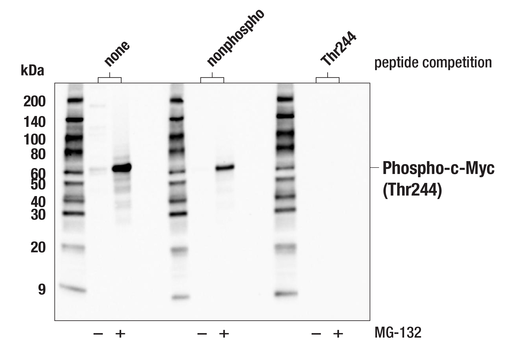 Western Blotting Image 3: Phospho-c-Myc (Thr244) Antibody