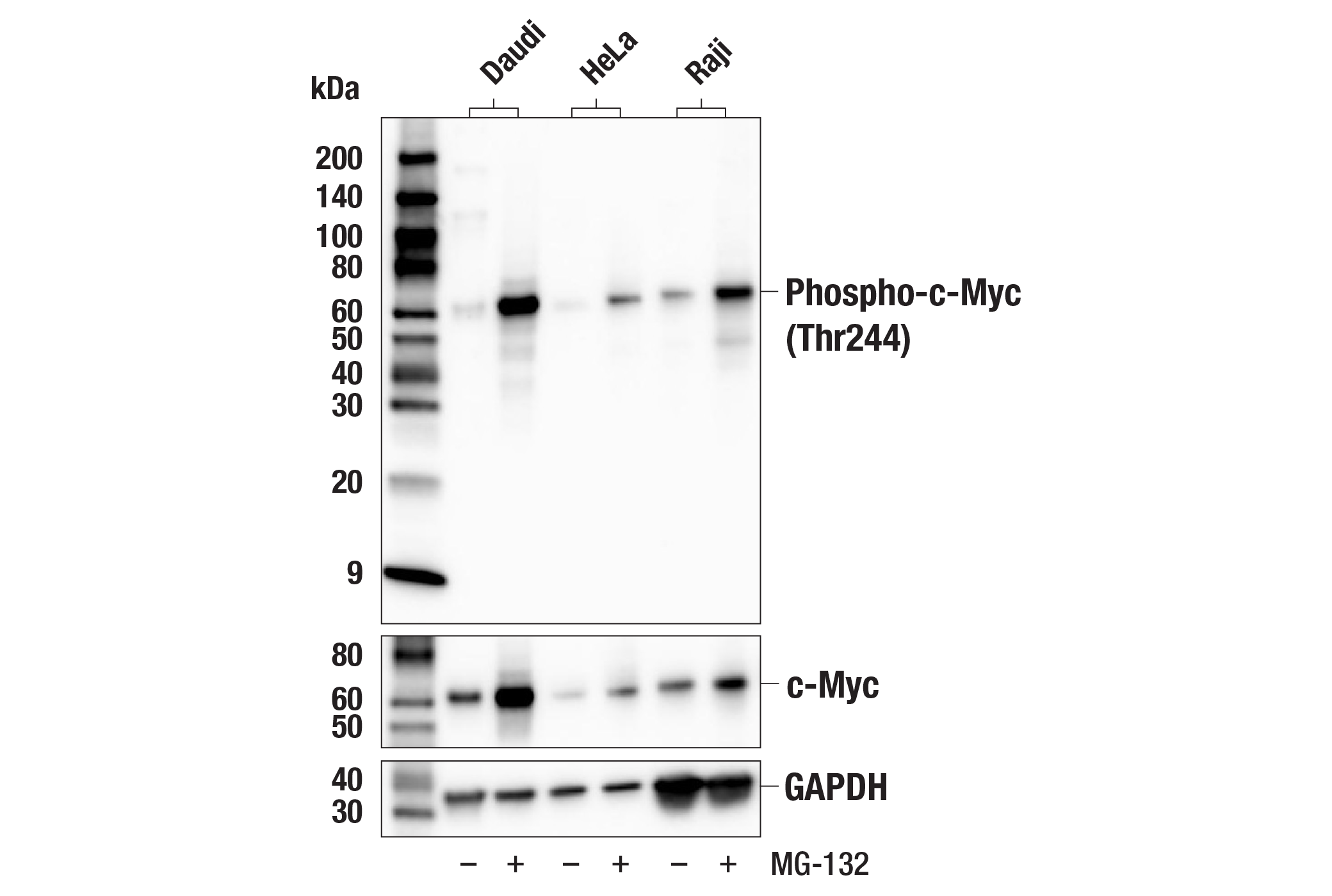 Western Blotting Image 1: Phospho-c-Myc (Thr244) Antibody