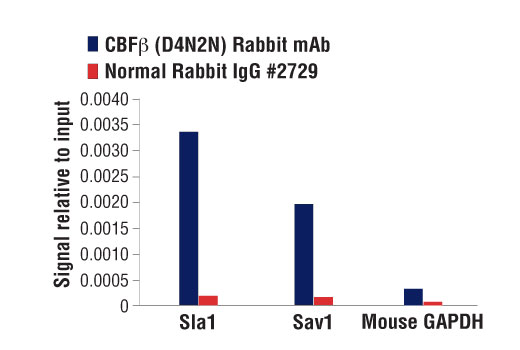 Chromatin Immunoprecipitation Image 1: CBFβ (D4N2N) Rabbit mAb