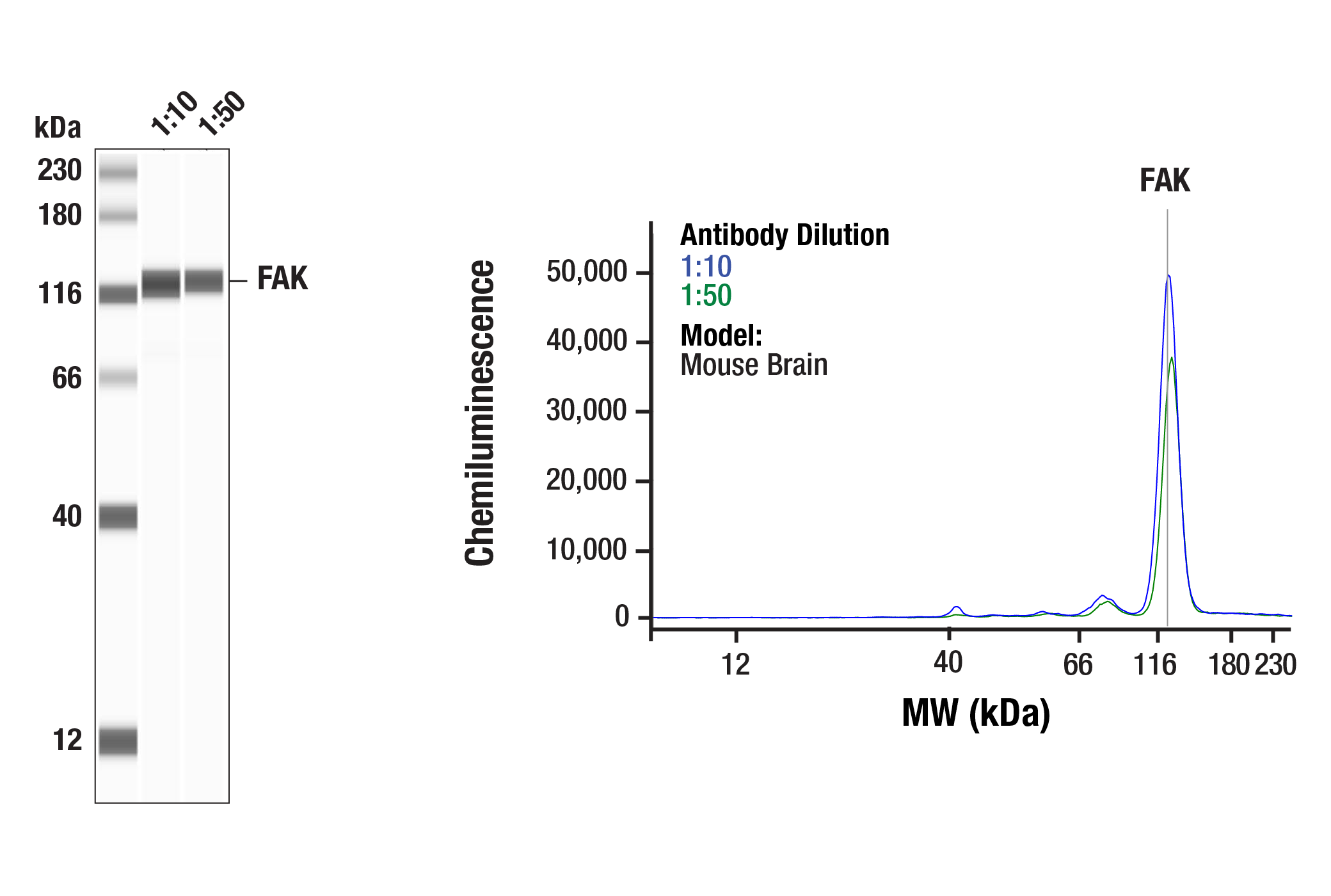 Western Blotting Image 3: FAK (F7Z4C) Mouse mAb