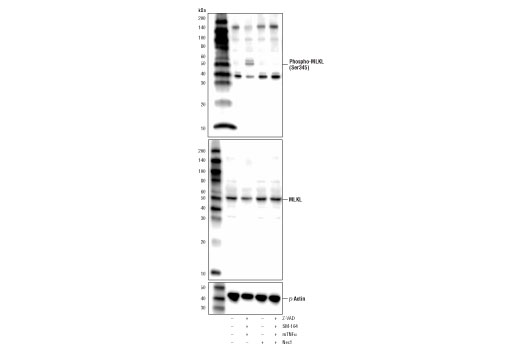 Western Blotting Image 1: Phospho-MLKL (Ser345) Antibody (Mouse Specific)