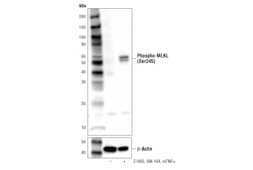 Western Blotting Image 2: Phospho-MLKL (Ser345) Antibody (Mouse Specific)