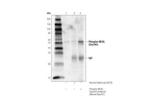 Immunoprecipitation Image 1: Phospho-MLKL (Ser345) Antibody (Mouse Specific)