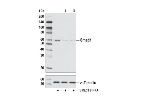  Image 1: SignalSilence® Smad1 siRNA I