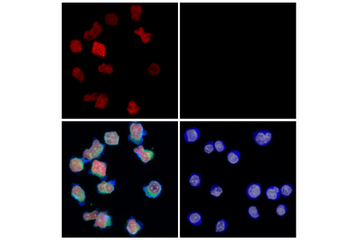 Immunofluorescence Image 3: TCF1/TCF7 (E6O1K) Rabbit mAb (Alexa Fluor® 594 Conjugate)