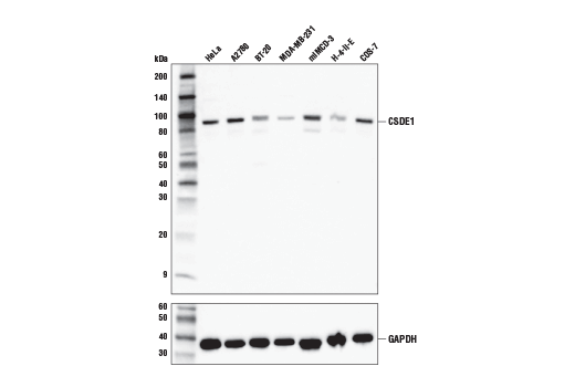 Western Blotting Image 1: CSDE1 Antibody