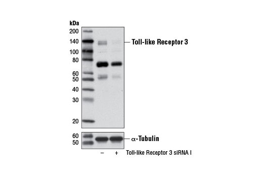  Image 1: SignalSilence® Toll-like Receptor 3 siRNA I