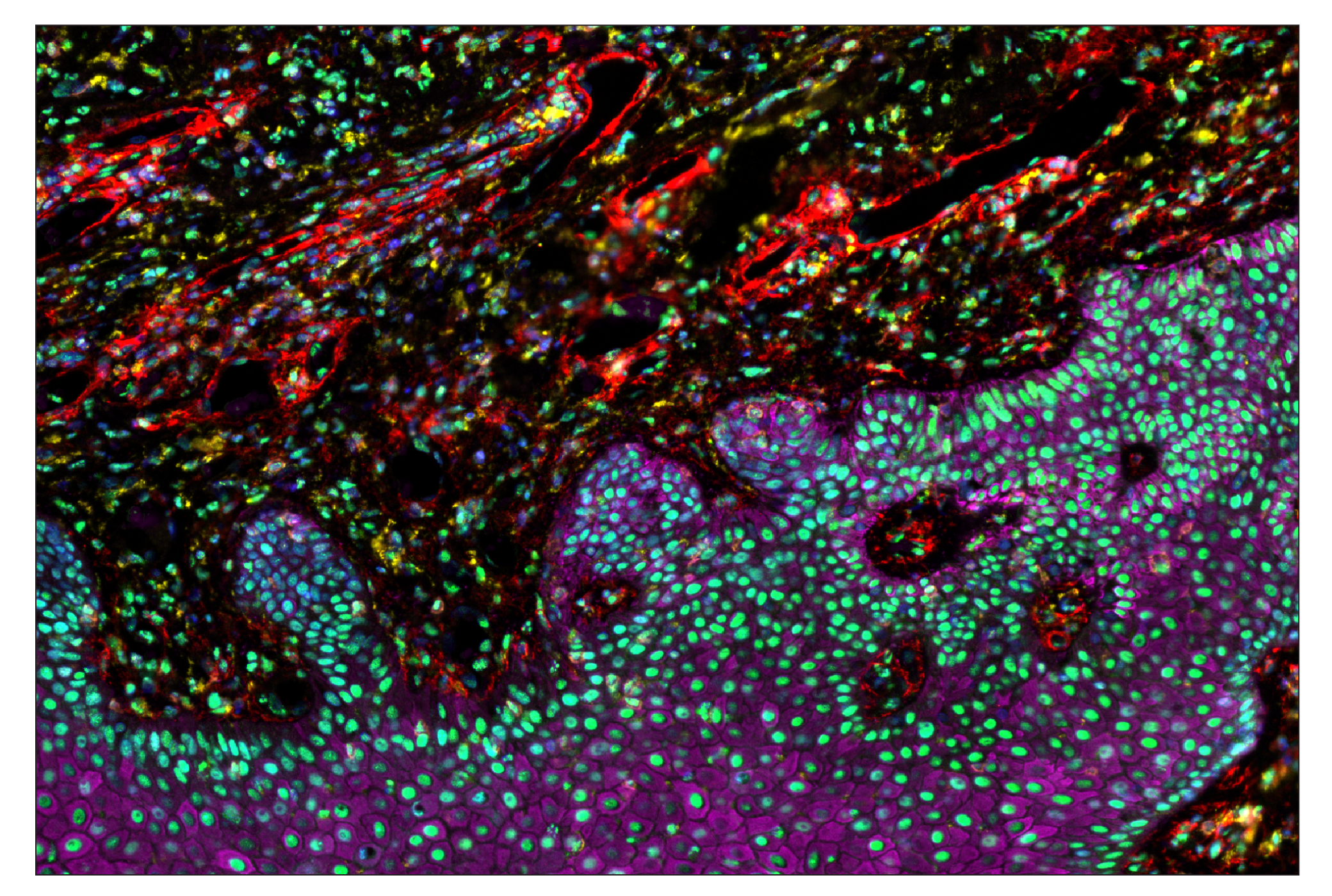 Immunohistochemistry Image 7: TMEM119 (E3E4T) & CO-00130-750 SignalStar™ Oligo-Antibody Pair
