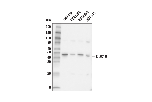 Western Blotting Image 1: COX10 Antibody
