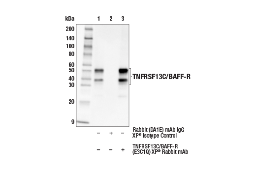 Immunoprecipitation Image 1: TNFRSF13C/BAFF-R (E3C1Q) XP® Rabbit mAb