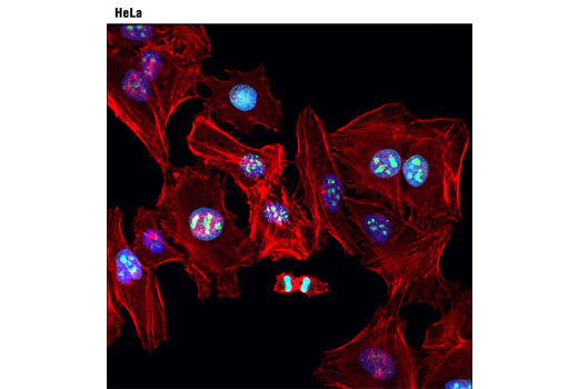 Immunofluorescence Image 1: Ki-67 (8D5) Mouse mAb (BSA and Azide Free)