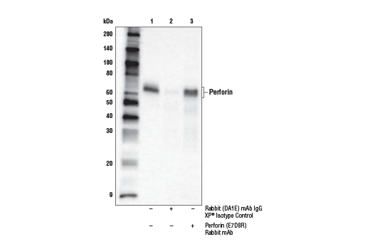 Immunoprecipitation Image 1: Perforin (E7D8R) Rabbit mAb