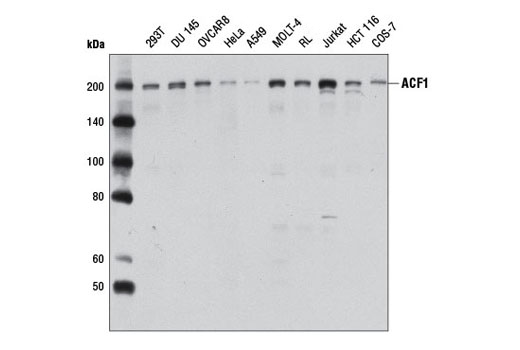 Western Blotting Image 1: ACF1 Antibody