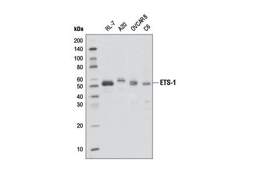 Western Blotting Image 1: ETS-1 Antibody