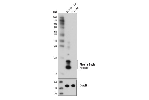 Western Blotting Image 1: Myelin Basic Protein (D8X4Q) XP® Rabbit mAb (BSA and Azide Free)