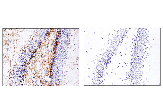 Immunohistochemistry Image 2: Myelin Basic Protein (D8X4Q) XP® Rabbit mAb (BSA and Azide Free)