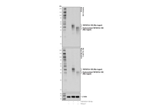 Western Blotting Image 2: 4-1BB/CD137/TNFRSF9 Antibody