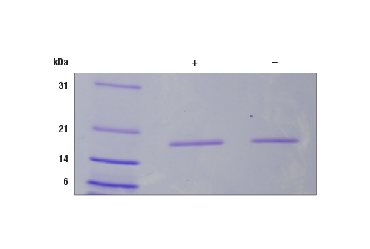  Image 2: Human IL-1α Recombinant Protein