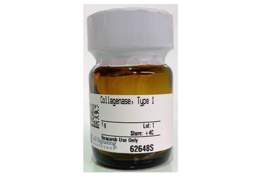 Collagenase Type 1