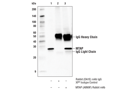 Immunoprecipitation Image 1: MTAP (A8N9F) Rabbit mAb
