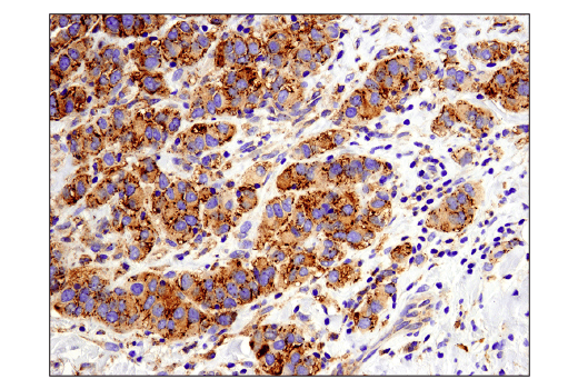 Immunohistochemistry Image 1: MX1 (D3W7I) Rabbit mAb (BSA and Azide Free)
