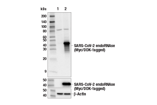 Western Blotting Image 1: SARS-CoV-2 EndoRNAse Antibody