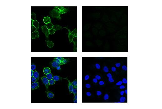 Immunofluorescence Image 1: CD11c (3.9) Mouse mAb