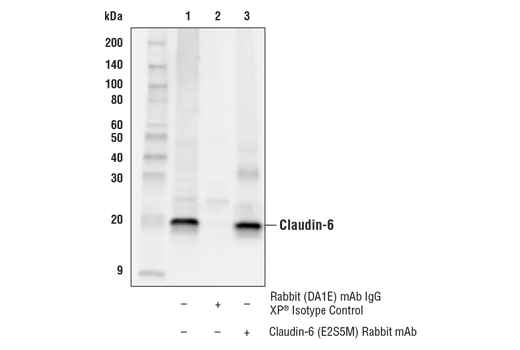 Immunoprecipitation Image 1: Claudin-6 (E2S5M) Rabbit mAb