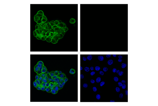 Immunofluorescence Image 1: Claudin-6 (E2S5M) Rabbit mAb